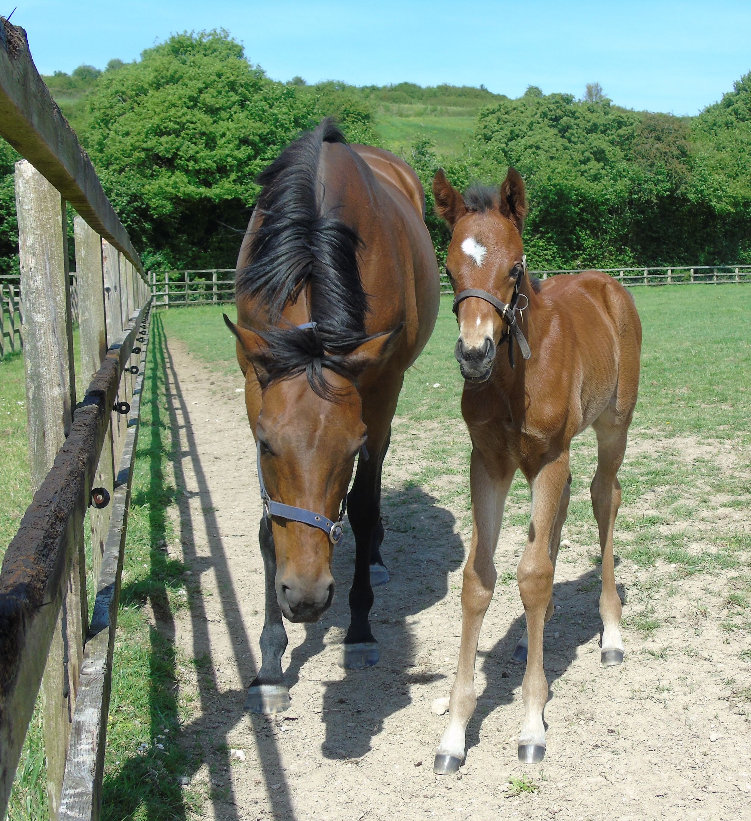 2026 filly by Oasis Dream